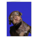 Baby Doberman cards