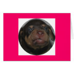 Baby Doberman Greeting Card