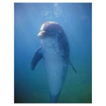 Baby dolphin, La Havana Aquarium, Cuba Personalized Flyer