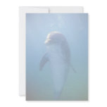Baby dolphin, La Havana Aquarium, Cuba Invitations