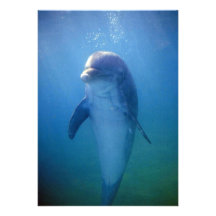 Baby dolphin, La Havana Aquarium, Cuba Custom Invites