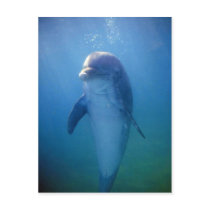 Baby dolphin, La Havana Aquarium, Cuba Postcard