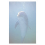 Baby dolphin, La Havana Aquarium, Cuba Custom Stationery
