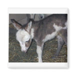 BABY DONKEY MAGNET