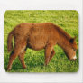 Baby donkey