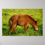 Baby donkey