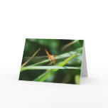 Baby Dragonfly Greeting Card