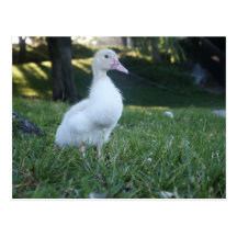 Baby Duck Postcard