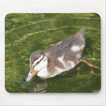 Baby Duck Swimming  Mouse Pad