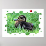 Baby Duckie Poster