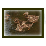 Baby Ducks Ducklings Card