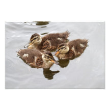 Baby Ducks Photo