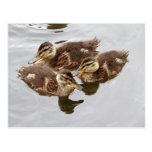 Baby Ducks Photo Post Card