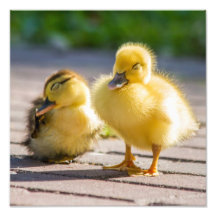 Baby ducks resting photo art