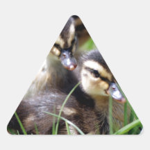 Baby Ducks Sticker