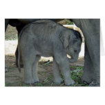 Baby Elephant Blank Greeting Card