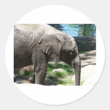 baby elephant by water sticker