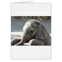 baby elephant card