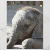baby elephant flyers