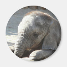 baby elephant magnet
