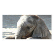 baby elephant picture card