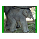 Baby Elephant Postcard