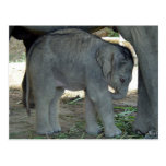 Baby Elephant Postcard