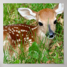 baby fawn resting print