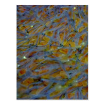 Baby Fish and Eggs Postcard