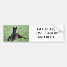 Baby foal lying in the meadow bumper stickers