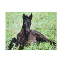 Baby foal lying in the meadow gallery wrap canvas