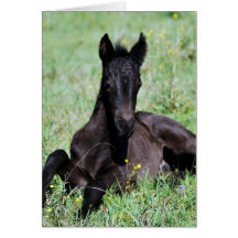 Baby foal lying in the meadow greeting card