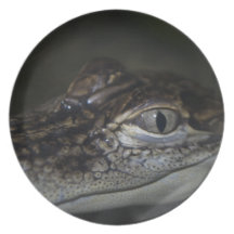 Baby Gator