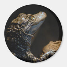 Baby Gator Deep In Thought Magnet