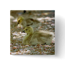 Baby Geese on a Bed of Roses Pinback Button