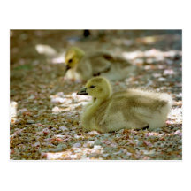 Baby Geese on a Bed of Roses Post Cards