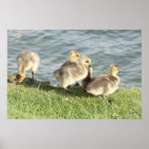 Baby Geese Poster