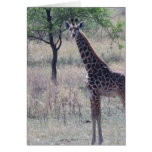 Baby Giraffe Cards