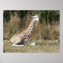 Baby Giraffe Print