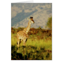 Baby giraffe wildlife cards