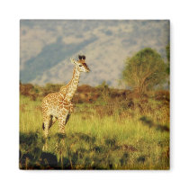 Baby giraffe wildlife magnets