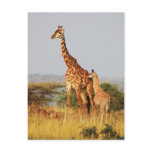 Baby Giraffe wildlife postcards