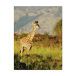 Baby Giraffe wildlife postcards