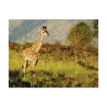 Baby giraffe wildlife postcards