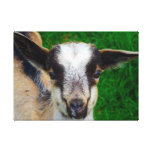 Baby Goat Canvas Print