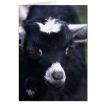 Baby Goat Greeting Cards