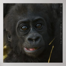 Baby Gorilla, by Gary Dorking Poster
