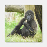 Baby Gorilla Snacking Refrigerator Magnet