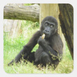 Baby Gorilla Snacking Square Stickers