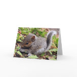 Baby Grey cards